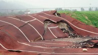 O’Malley et al find quakes can systematically trigger other ones on opposite side of the globe. This image shows a high school running track in Taiwan crossed by the Chelungpu fault in an earthquake in September 1999. Image credit: Bob Yeats, Oregon State University.
