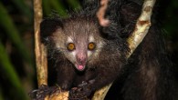 The aye-aye (Daubentonia madagascariensis). Image credit: Simon / CC BY 2.0.