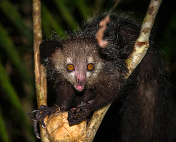 The aye-aye (Daubentonia madagascariensis). Image credit: Simon / CC BY 2.0.