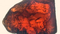 Photograph of a garnet crystal with distinct tubular structures. Image credit: Ivarsson et al, doi: 10.1371/journal.pone.0200351.