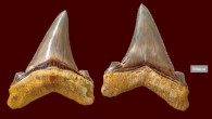Carcharocles angustidens teeth. Image credit: Museums Victoria.