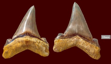 Carcharocles angustidens teeth. Image credit: Museums Victoria.