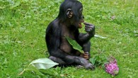 Dr. Dunn and Dr. Smaers report a positive correlation between vocal repertoire size and the relative size of cortical association areas in non-human primates. Image credit: Herbert Aust.