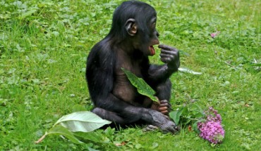 Dr. Dunn and Dr. Smaers report a positive correlation between vocal repertoire size and the relative size of cortical association areas in non-human primates. Image credit: Herbert Aust.