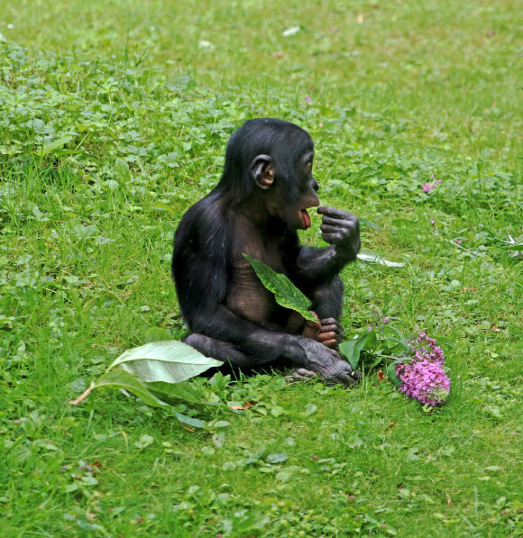 Dr. Dunn and Dr. Smaers report a positive correlation between vocal repertoire size and the relative size of cortical association areas in non-human primates. Image credit: Herbert Aust.