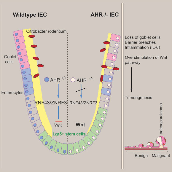 Metidji et al show that deletion of Ahr in intestinal epithelial cells results in a defective barrier and unrestricted proliferation of intestinal stem cells (ISCs), culminating in malignant transformation. Activation of AHR by dietary ligands guards the ISC niche and maintains intestinal barrier homeostasis. Image credit: Metidji et al, doi: 10.1016/j.immuni.2018.07.010.