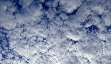 Migrating birds. Image credit: Yvonne Huijbens.