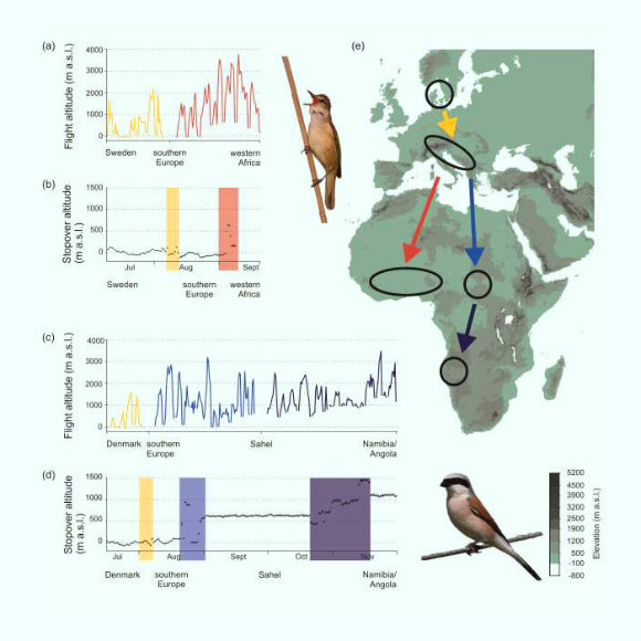 Flight altitudes, and altitudes of stationary periods, in a great reed warbler (a-b) and a red-backed shrike (c-d). Image credit: Sjöberg et al, doi: 10.1111/jav.01821.