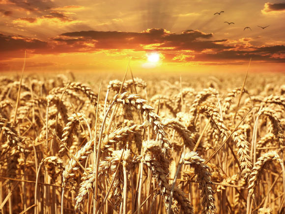 Wheat field. Image credit: Pezibear.