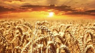 Wheat field. Image credit: Pezibear.