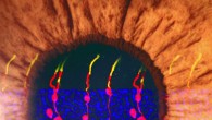 An artist’s rendering incorporates the images of the Müller glia-derived rod photoreceptors. These photoreceptors were structurally no different from real photoreceptors and they became integrated within the circuitry of the visual pathway, from the retina to the brain. Image credit: Bo Chen.