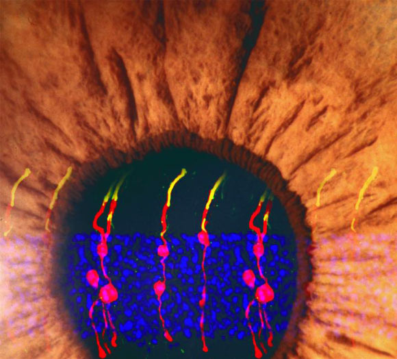 An artist’s rendering incorporates the images of the Müller glia-derived rod photoreceptors. These photoreceptors were structurally no different from real photoreceptors and they became integrated within the circuitry of the visual pathway, from the retina to the brain. Image credit: Bo Chen.