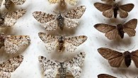 Specimens of the peppered moth (Biston betularia) in a museum. Image credit: Olivia Walton.