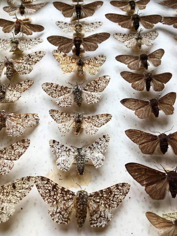 Specimens of the peppered moth (Biston betularia) in a museum. Image credit: Olivia Walton.