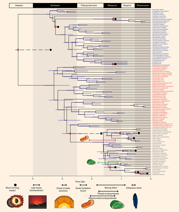 A timescale for the evolution of life on Earth. Tip labels are shown for Eukaryota (gray), Archaebacteria (red) and Eubacteria (blue). The purple bars denote the credible intervals for each node. Red dots highlight calibrated nodes, and corresponding black dots highlight the age of the minimum bound of its corresponding calibration. The phylogenetic relationships of the mitochondrion within Alphaproteobacteria are still debated, and it is unclear whether the free-living ancestor of the mitochondrion was a crown or stem representative of this group. The red bar above the crown eukaryote node denotes the time period during which the mitochondrial endosymbiosis may have occurred. The green bar denotes the time during which the plastid endosymbiosis may have occurred. Important events in Earth and life history are indicated along the base of the figure. Mesoprot - Mezoproterozoic; Neoprot – Neoproterozoic. Image credit: Betts et al, doi: 10.1038/s41559-018-0644-x.