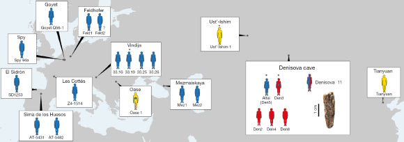 Location of Neanderthals, Denisovans and ancient modern humans dated to approximately 40,000 years ago or earlier. Only individuals from whom sufficient nuclear DNA fragments have been recovered to enable their attribution to a hominin group are shown. Full or abbreviated names of specimens are shown near each individual. Blue - Neanderthals; red - Denisovans; yellow - ancient modern humans. Asterisks indicate that the genome was sequenced to high coverage; individuals with an unknown sex are marked with a question mark. Note that Oase 1 has recent Neanderthal ancestry (blue dot) that is higher than the amount seen in non-Africans. Denisova 3 has also been found to carry a small percentage of Neanderthal ancestry. Image credit: Slon et al, doi: 10.1038/s41586-018-0455-x.