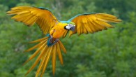 The blue-and-yellow macaw (Ara ararauna) in flight. Image credit: Luc Viatour, Lucnix.be / CC BY 2.0.