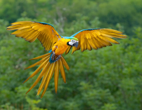 The blue-and-yellow macaw (Ara ararauna) in flight. Image credit: Luc Viatour, Lucnix.be / CC BY 2.0.
