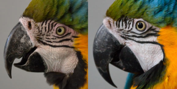 This is a ‘blushing’ blue-and-yellow macaw (left) compared to a ‘non-blushing’ macaw (right). Image credit: Arielle Beraud.