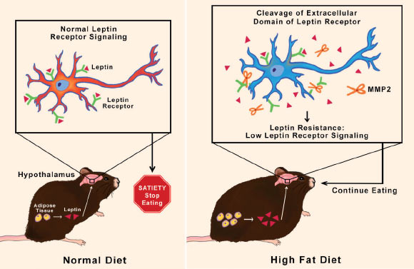 Mazor et al showed that, in rodents, obesity induced matrix MMP-2 activation in the hypothalamus. In turn, MMP-2 activation reduced leptin-mediated signaling by promoting leptin receptor degradation. MMP-2 deletion in the hypothalamus increased leptin receptor expression and reduced fat accumulation in mice fed a high-fat diet. Image credit: Mazor et al, doi: 10.1126/scitranslmed.aah6324.