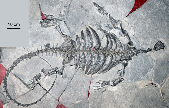 Photograph of the fossil turtle Eorhynchochelys sinensis. Image credit: Nick Fraser, National Museums Scotland.