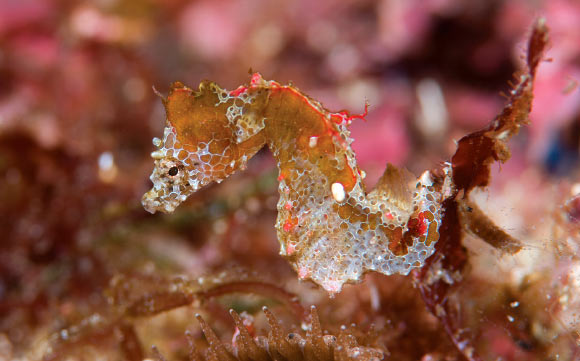 Hippocampus japapigu, Hachijo-jima Island, Izu Islands, Japan from 33 feet (10 m) depth. Image credit: Richard Smith.