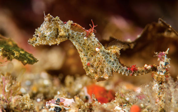 Hippocampus japapigu, Hachijo-jima Island, Izu Islands, Japan at 49 feet (15 m) depth. Image credit: Richard Smith.