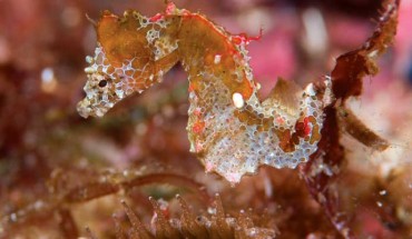 Hippocampus japapigu, Hachijo-jima Island, Izu Islands, Japan from 33 feet (10 m) depth. Image credit: Richard Smith.