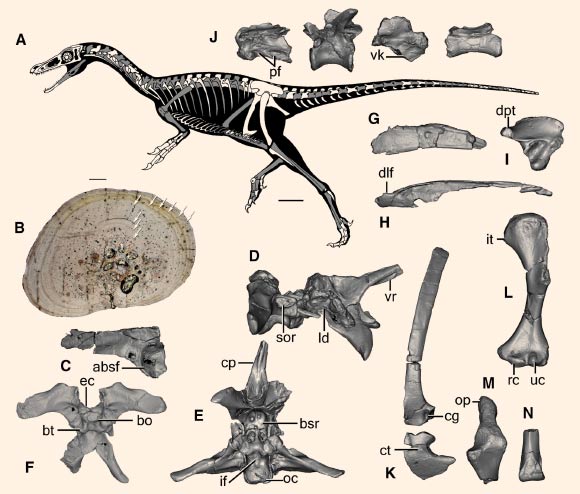 Skeletal anatomy of Xiyunykus pengi: (A) skeletal silhouette showing preserved bones (in gray); (B) histological thin-section of the fibula; arrows denote growth lines used to age the specimen; (C) left frontal in dorsal view; (D-F) partial braincase in left lateral (D), ventral (E), and posterior (F) views; (G and H) right dentary (G) and right surangular (H) in lateral view; (I) left articular in dorsal view; (J) vertebrae in left lateral view, including a middle cervical (left), a middle dorsal (middle left), the last sacral (middle right), and a posterior caudal (right); (K) left scapula and coracoid in lateral view; (L) left humerus in anterior view; (M) right ulna in anterior view; (N) partial left metatarsal III in ventral view. Scale bars - 100 mm for (A) and 500 μm for (B). Abbreviations: absf - anterior border of supratemporal fossa; bo - basioccipital; bt - basal tuber; bsr - basisphenoid recess; cg - curved groove; cp - cultriform process; ct - coracoid tubercle; dlf - dorsolateral flange; dpt - dorsomedially projecting tab; ec - exoccipital; if - infracondylar fossa; it - internal tuberosity; ld - lateral depression; oc - occipital condyle; op - olecranon process; pf - pneumatic fossa; rc - radial condyle; sor - subotic recess; uc - ulnar condyle; vk - ventral keel; vr - ventral ridge. Image credit: Xu et al, doi: 10.1016/j.cub.2018.07.057.