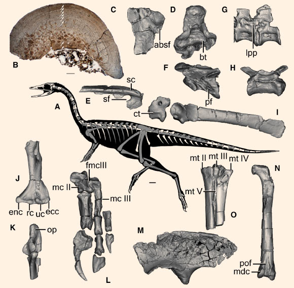Skeletal anatomy of Bannykus wulatensis: (A) skeletal silhouette showing preserved bones (in gray); (B) histological thin-section of the fibula; (C) left frontal in dorsal view; (D) basioccipital in ventral view; (E) left surangular in lateral view; (F-H) vertebrae in left lateral view, including a middle cervical (F), a middle dorsal (G), and a middle caudal (H); (I) left scapula and coracoid in lateral view; (J and K) left humerus (J) and left ulna (K) in anterior view; (L) left manus in anterior view; (M) left ilium in lateral view; (N) right femur in posterior view; (O) right metatarsals in posterior view. Scale bars - 100 mm for (A) and 500 μm for (B). Abbreviations: absf - anterior border of supratemporal fossa; bt - basal tuber; ct - coracoid tubercle; ecc - ectepicondyle; enc - entepicondyle; fmcIII - facet for metacarpal III; lpp - laterally protruding parapophysis; mc II-III - metacarpals II-III; mdc - medial distal condyle; mt II-V - metatarsals II-V; pof - popliteal fossa; oc - occipital condyle; op - olecranon process; pf - pneumatic fossa; rc - radial condyle; uc - ulnar condyle; sc - surangular crest; sf - surangular foramen. Image credit: Xu et al, doi: 10.1016/j.cub.2018.07.057.