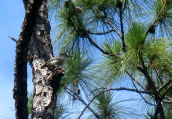 The Bahama nuthatch (Sitta insularis). Image credit: Matthew Gardner, University of East Anglia.