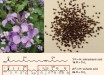 Top: flowers and seeds of the Chinese violet cress (Orychophragmus violaceus). Bottom: the structures of mono and diunsaturated Nebraskanic (1) and Wuhanic (2) fatty acids; segments of the methyl wuhanate (2a) with fully assigned 13C and 1H resonances are denoted by red boxes and numbered carbons. Image credit: Li et al, doi: 10.1038/s41477-018-0225-7.