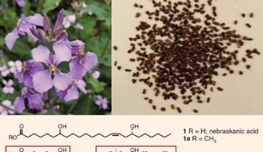 Top: flowers and seeds of the Chinese violet cress (Orychophragmus violaceus). Bottom: the structures of mono and diunsaturated Nebraskanic (1) and Wuhanic (2) fatty acids; segments of the methyl wuhanate (2a) with fully assigned 13C and 1H resonances are denoted by red boxes and numbered carbons. Image credit: Li et al, doi: 10.1038/s41477-018-0225-7.