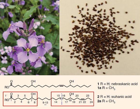 Top: flowers and seeds of the Chinese violet cress (Orychophragmus violaceus). Bottom: the structures of mono and diunsaturated Nebraskanic (1) and Wuhanic (2) fatty acids; segments of the methyl wuhanate (2a) with fully assigned 13C and 1H resonances are denoted by red boxes and numbered carbons. Image credit: Li et al, doi: 10.1038/s41477-018-0225-7.