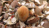 Strotz et al focused on the high-resolution record of Pliocene to recent mollusks from the Western Atlantic.