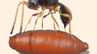 Illustration of a female Xenomorphia resurrecta ovipositing into a puparium. Image credit: van de Kamp et al, doi: 10.1038/s41467-018-05654-y.