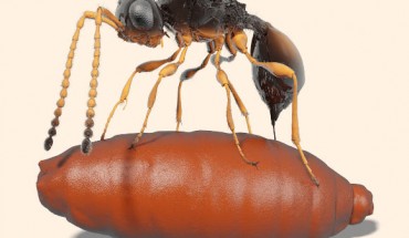 Illustration of a female Xenomorphia resurrecta ovipositing into a puparium. Image credit: van de Kamp et al, doi: 10.1038/s41467-018-05654-y.
