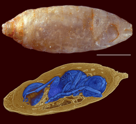 Host fly puparium and a parasitoid wasp inside host. Scale bar – 1 mm. Image credit: van de Kamp et al, doi: 10.1038/s41467-018-05654-y.
