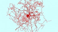 A reconstruction of a rosehip neuron. Image credit: Tamas Lab, University of Szeged.