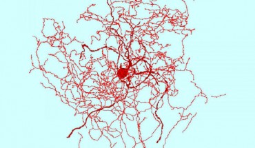 A reconstruction of a rosehip neuron. Image credit: Tamas Lab, University of Szeged.