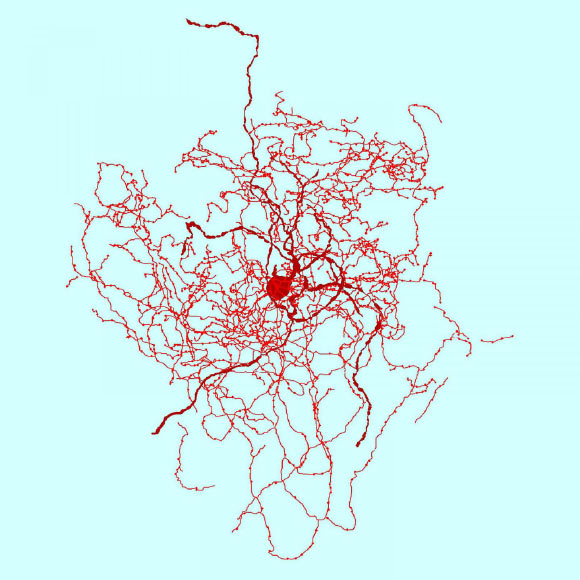 A reconstruction of a rosehip neuron. Image credit: Tamas Lab, University of Szeged.