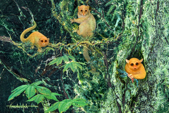 Artist’s rendering of what Ekwiiyemakius walshi, Gunnelltarsius randalli and Brontomomys cerutti might have looked like. Image credit: Randy Kirk, University of Texas at Austin.