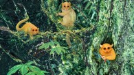 Artist’s rendering of what Ekwiiyemakius walshi, Gunnelltarsius randalli and Brontomomys cerutti might have looked like. Image credit: Randy Kirk, University of Texas at Austin.