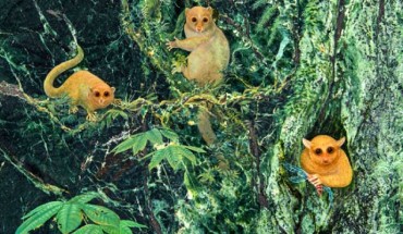 Artist’s rendering of what Ekwiiyemakius walshi, Gunnelltarsius randalli and Brontomomys cerutti might have looked like. Image credit: Randy Kirk, University of Texas at Austin.