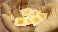 Workers in hospitals and nuclear facilities can wear disposable yeast badges to check their daily radiation exposure instantly. Image credit: Kayla Wiles, Purdue University.