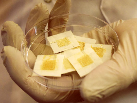 Workers in hospitals and nuclear facilities can wear disposable yeast badges to check their daily radiation exposure instantly. Image credit: Kayla Wiles, Purdue University.