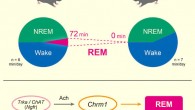 The acetylcholine pathway has been proposed to be important for wakefulness and REM sleep, but genetic evidence has been missing. Using a knockout of acetylcholine receptor genes, Niwa et al show that Chrm1 and Chrm3 double knockout chronically diminishes REM sleep to an undetectable level and causes a severe short-sleep phenotype. Image credit: Niwa et al, doi: 10.1016/j.celrep.2018.07.082.