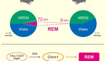 The acetylcholine pathway has been proposed to be important for wakefulness and REM sleep, but genetic evidence has been missing. Using a knockout of acetylcholine receptor genes, Niwa et al show that Chrm1 and Chrm3 double knockout chronically diminishes REM sleep to an undetectable level and causes a severe short-sleep phenotype. Image credit: Niwa et al, doi: 10.1016/j.celrep.2018.07.082.