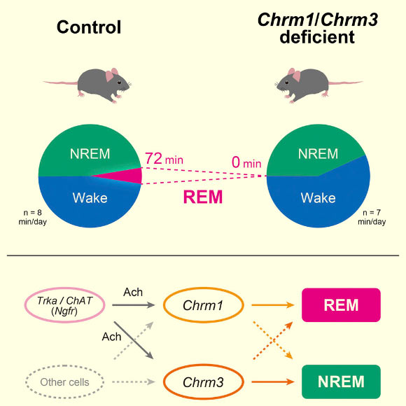 The acetylcholine pathway has been proposed to be important for wakefulness and REM sleep, but genetic evidence has been missing. Using a knockout of acetylcholine receptor genes, Niwa et al show that Chrm1 and Chrm3 double knockout chronically diminishes REM sleep to an undetectable level and causes a severe short-sleep phenotype. Image credit: Niwa et al, doi: 10.1016/j.celrep.2018.07.082.