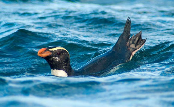 The Fiordland penguin (Eudyptes pachyrhynchus). Image credit: University of Otago.